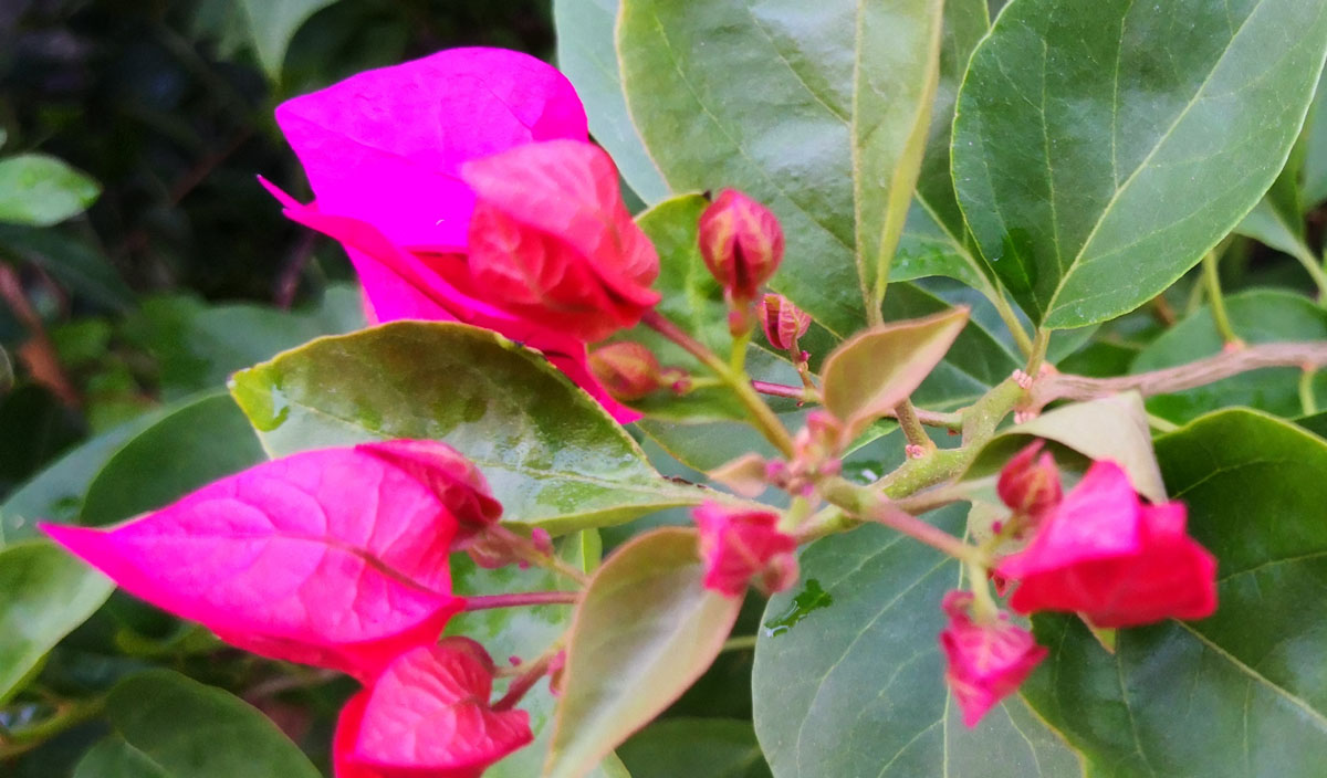 广西药用植物园